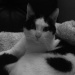 Maylo